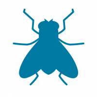 Light Blue Fly